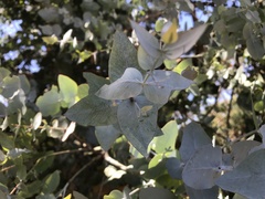 Eucalyptus cinerea
