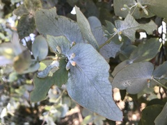 Eucalyptus cinerea