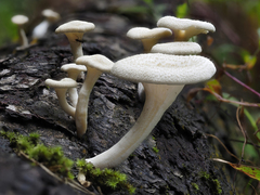 Lentinus squarrosulus