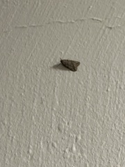 Hypena scabra