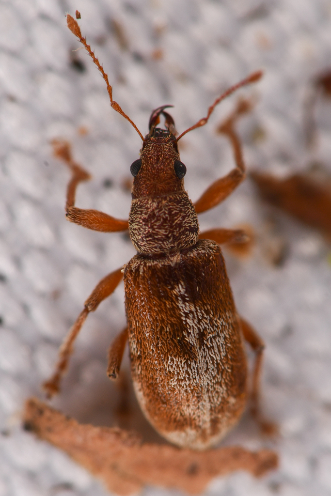 Rusty Pineneedle Weevil