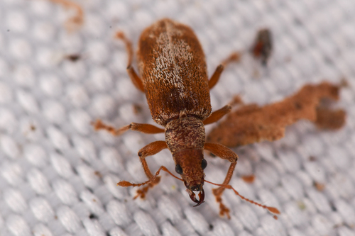 Rusty Pineneedle Weevil photo 2