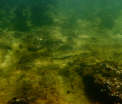 Acanthopagrus butcheri