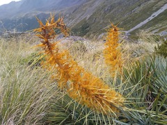 Aciphylla colensoi