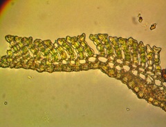 Polytrichum pallidisetum