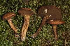 Suillus elbensis