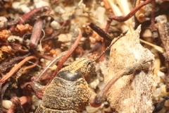 Catasarcus bilineatus