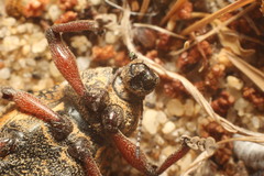 Catasarcus bilineatus