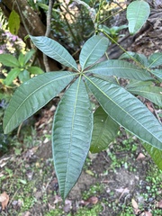Pachira glabra