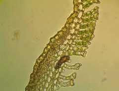 Polytrichum pallidisetum