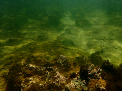 Acanthopagrus butcheri