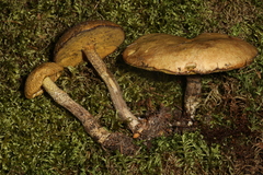 Suillus subalutaceus