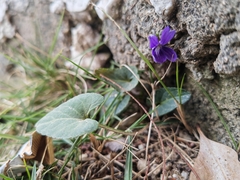 Viola inconspicua