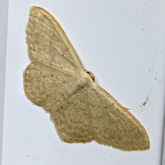Idaea epicyrta