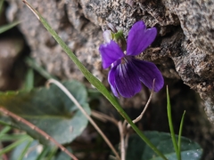 Viola inconspicua