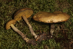 Suillus subalutaceus