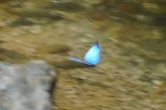 Morpho menelaus