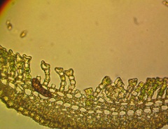 Polytrichum pallidisetum