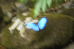 Morpho menelaus