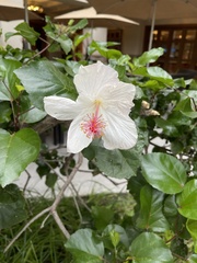 Hibiscus arnottianus