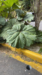 Gunnera tinctoria