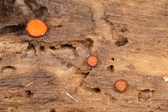 Scutellinia nigrohirtula
