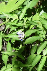 Dichorisandra amabilis