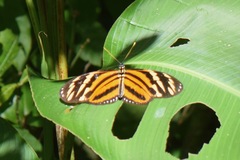 Lycorea halia atergatis