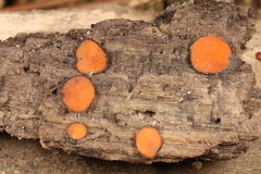 Scutellinia nigrohirtula