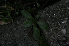 Erigeron pulchellus