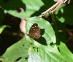 Anthanassa atronia