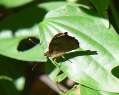 Anthanassa atronia