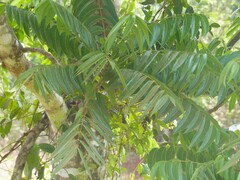 Ailanthus triphysa