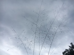 Panicum philadelphicum