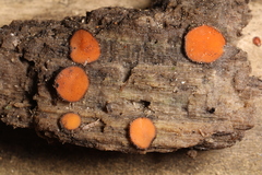 Scutellinia nigrohirtula