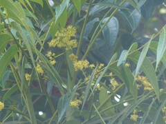 Ailanthus triphysa