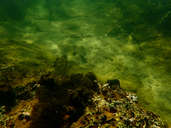 Acanthopagrus butcheri