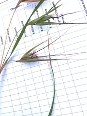 Themeda triandra