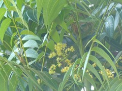 Ailanthus triphysa