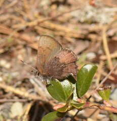 Callophrys augustinus