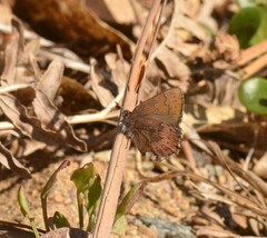 Callophrys augustinus