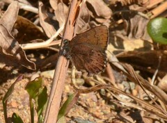 Callophrys augustinus