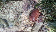 Atergatis integerrimus