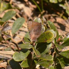 Callophrys augustinus