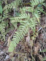 Pteris semipinnata