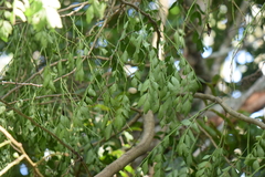 Zanthoxylum