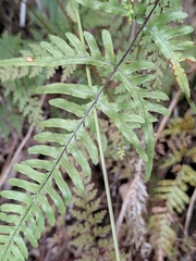 Pteris semipinnata