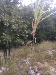 Panicum philadelphicum