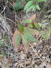 Melastoma sanguineum