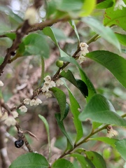 Eurya japonica